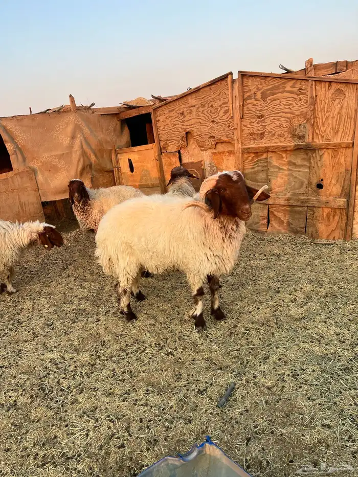 خروف ثني يربع 3