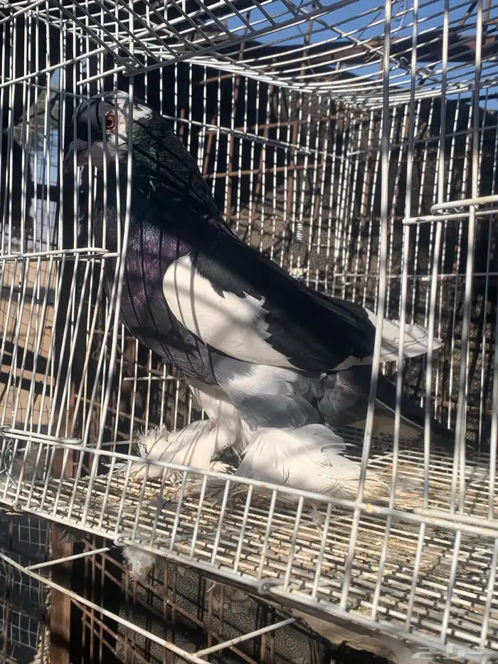 البيع ذكر نفاخ 2