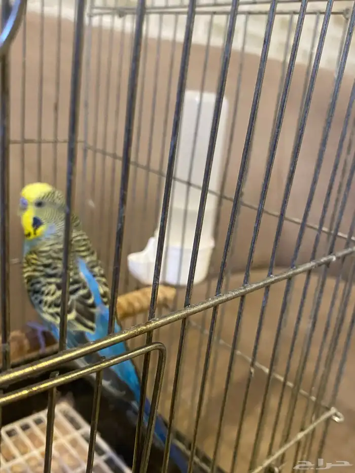 ذك ر عصفور حب قبل لتبديل باي ذكر ثني 2