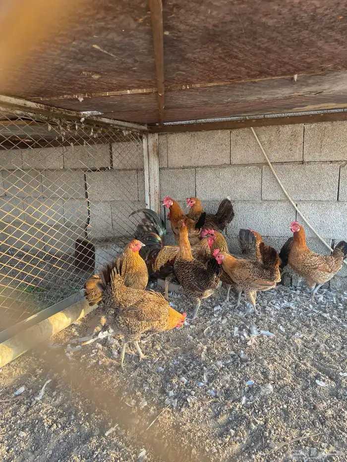 دجاج فيومي ذهبي 3