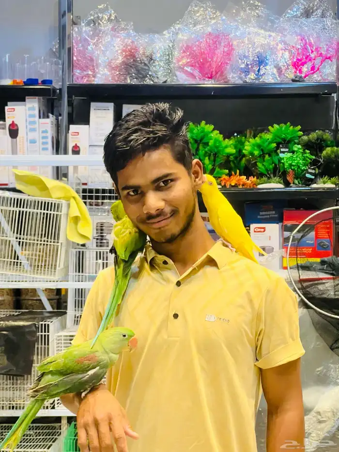 اشتري جميع الطيور بي جميع انوعه جمله و مفرق الطيور 1