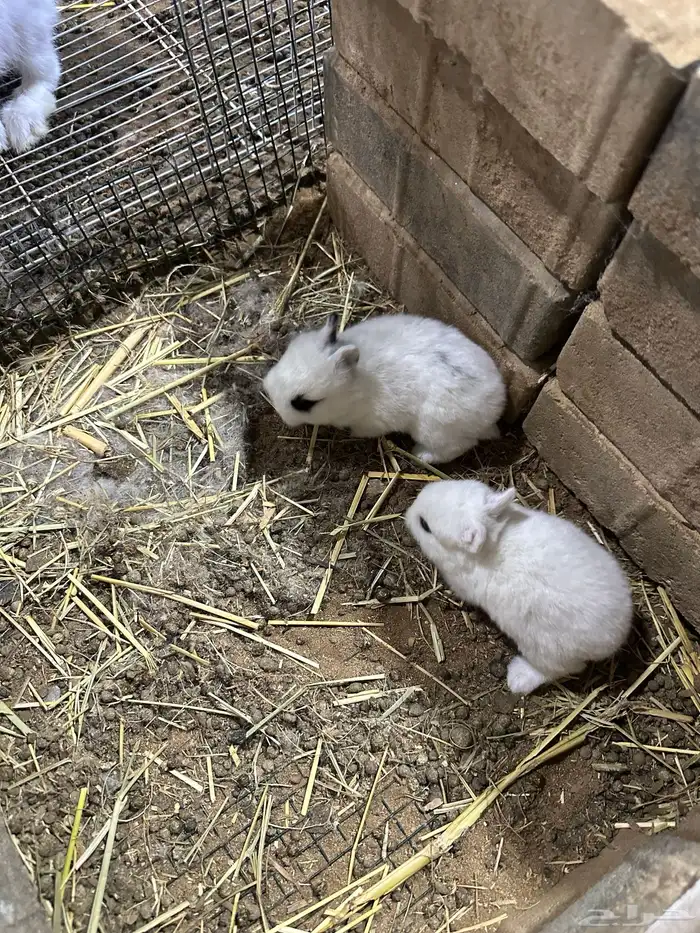 الارانب قزم زوج 200 واحد150 3