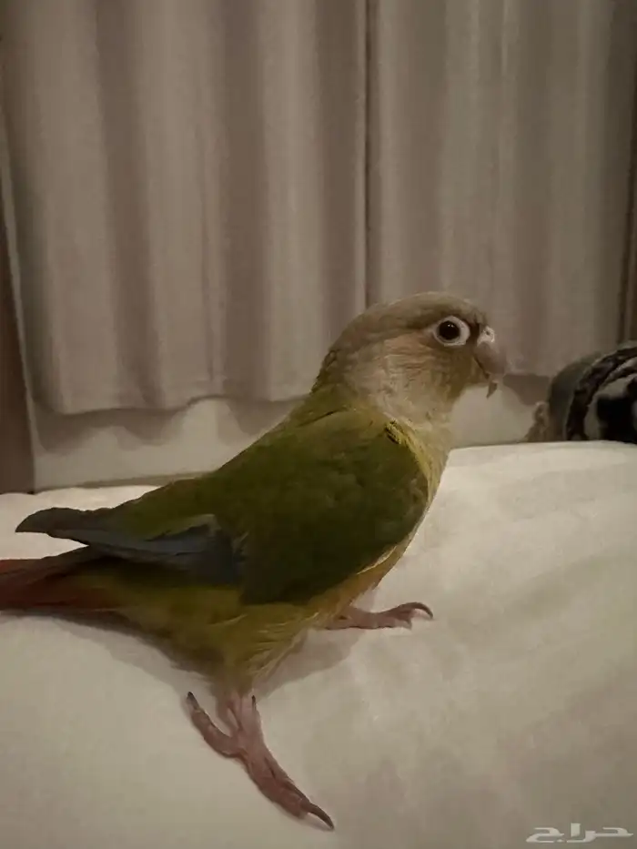 كنيور أليف 0