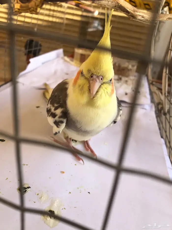 مفقود كروان او كوكتيل حفر الباطن حي ابو موسى الاشعري 3