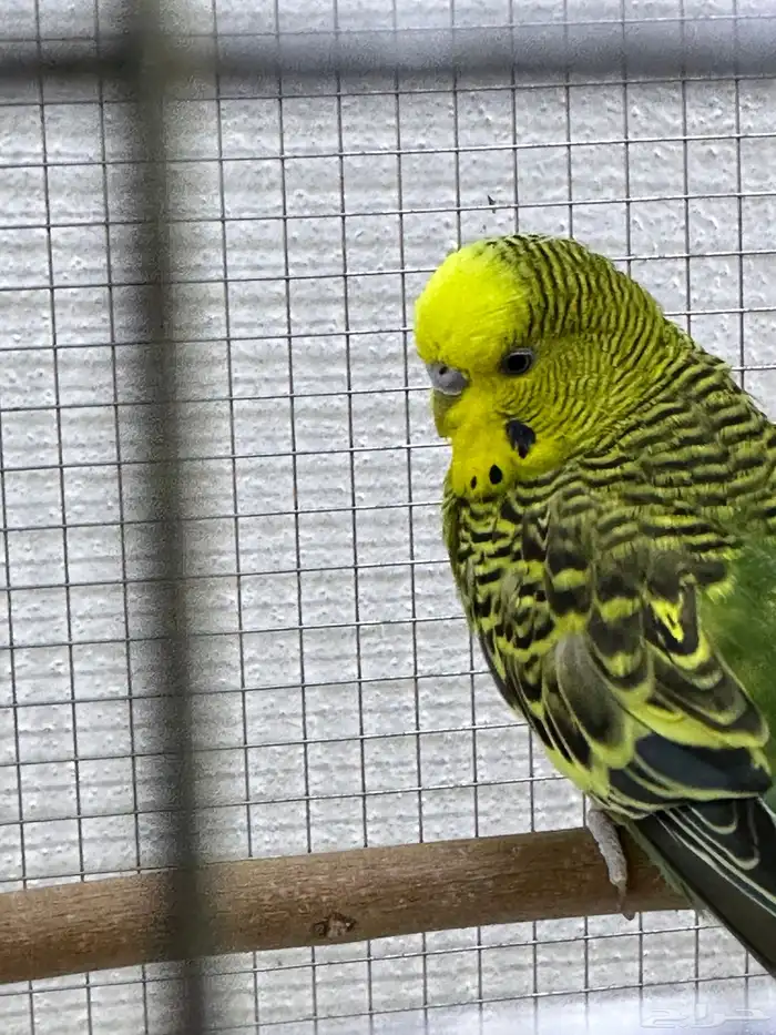 عصفور باجي ذكر 1