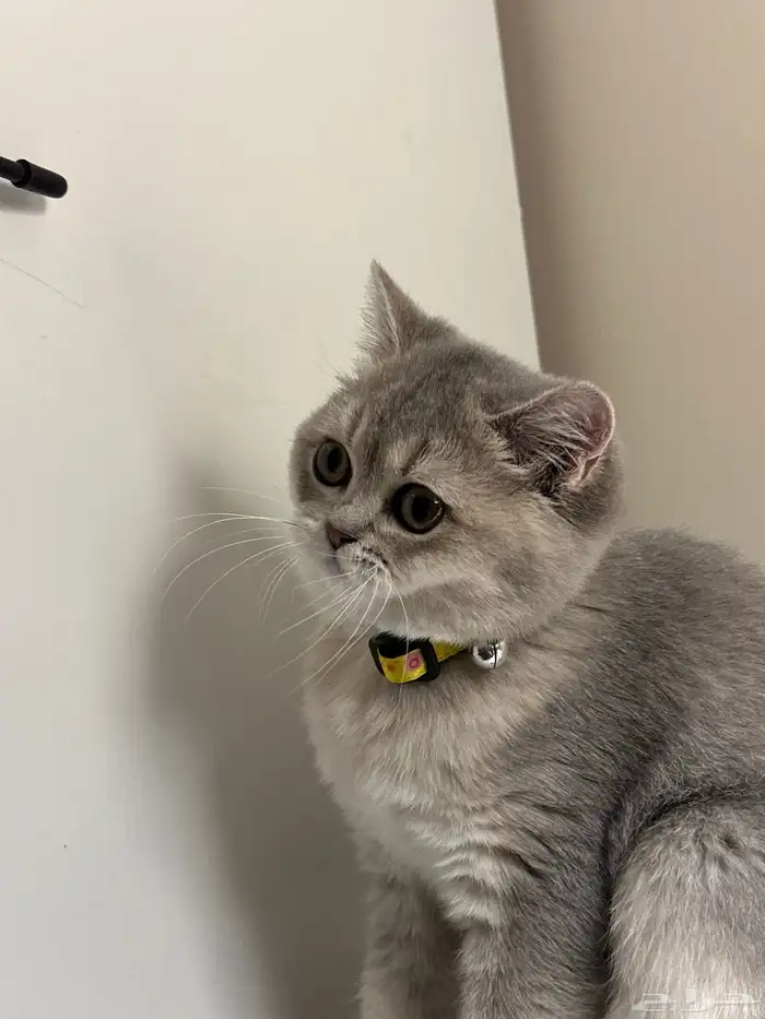 للبيع قطة سكوتش ستريت - British Mix 2