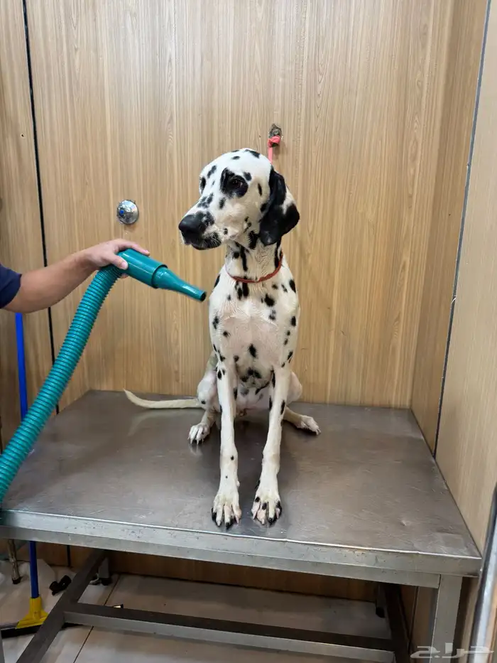 كلب دلميشن جواز اوروبي-Dalmatian 1
