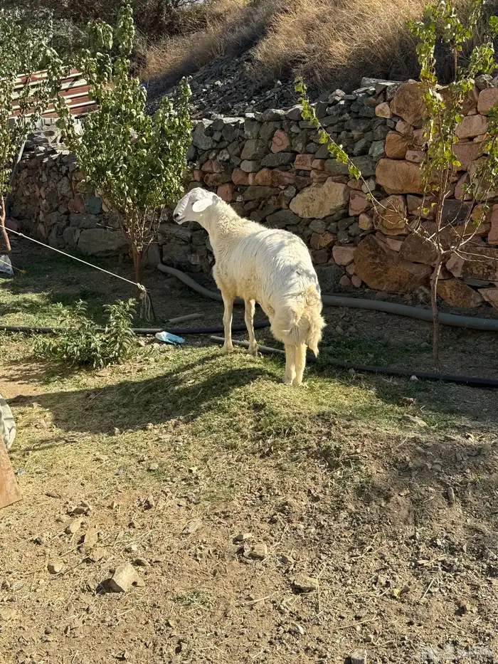 مشروع فحل حري فاخر 11