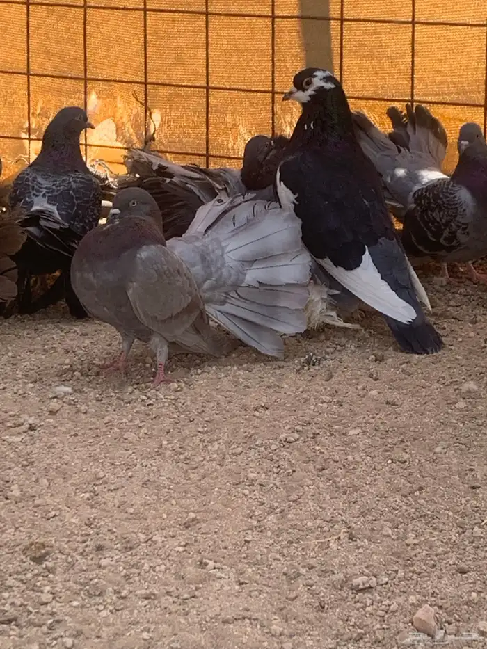 البيع حمام رقصي وفيه نفاخ وحد وفيه جوز بلجيك اصلي كله 8