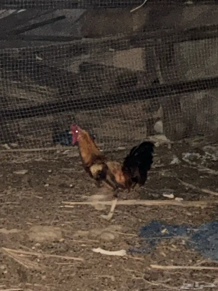 ديك بلدي ترثه 1