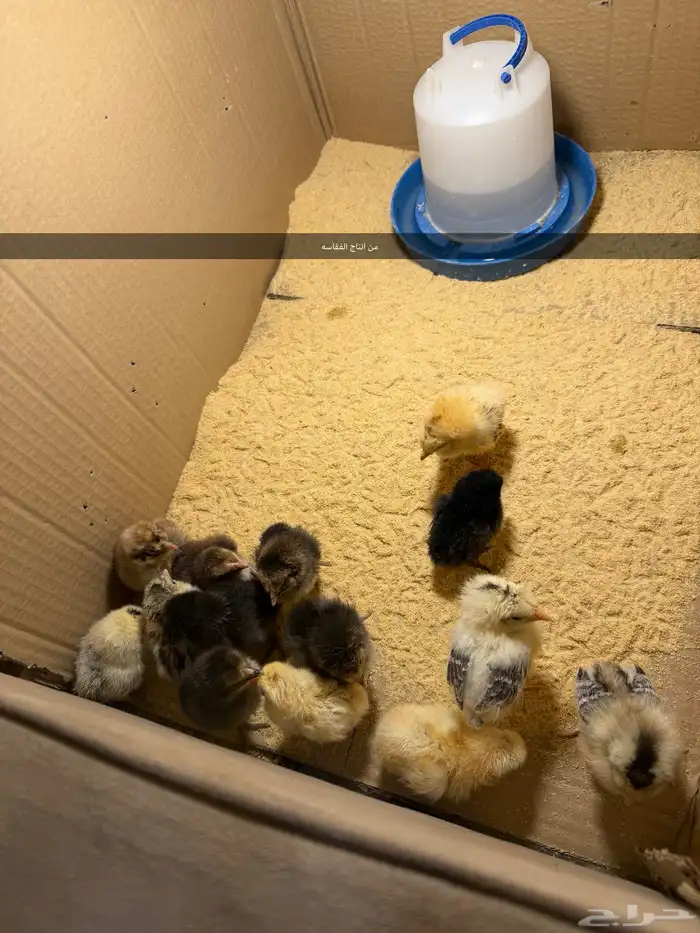 فقاسه للبيع جديده 64بيضه 1