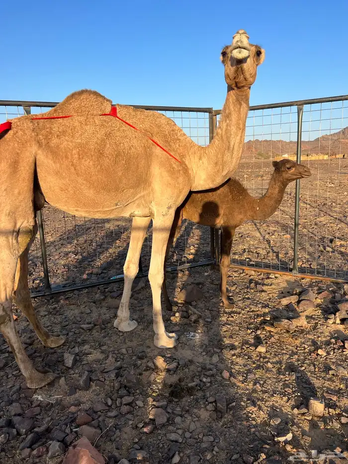 خلفه حمرا ساحليه مجموع ب 8800 يبلاش 7