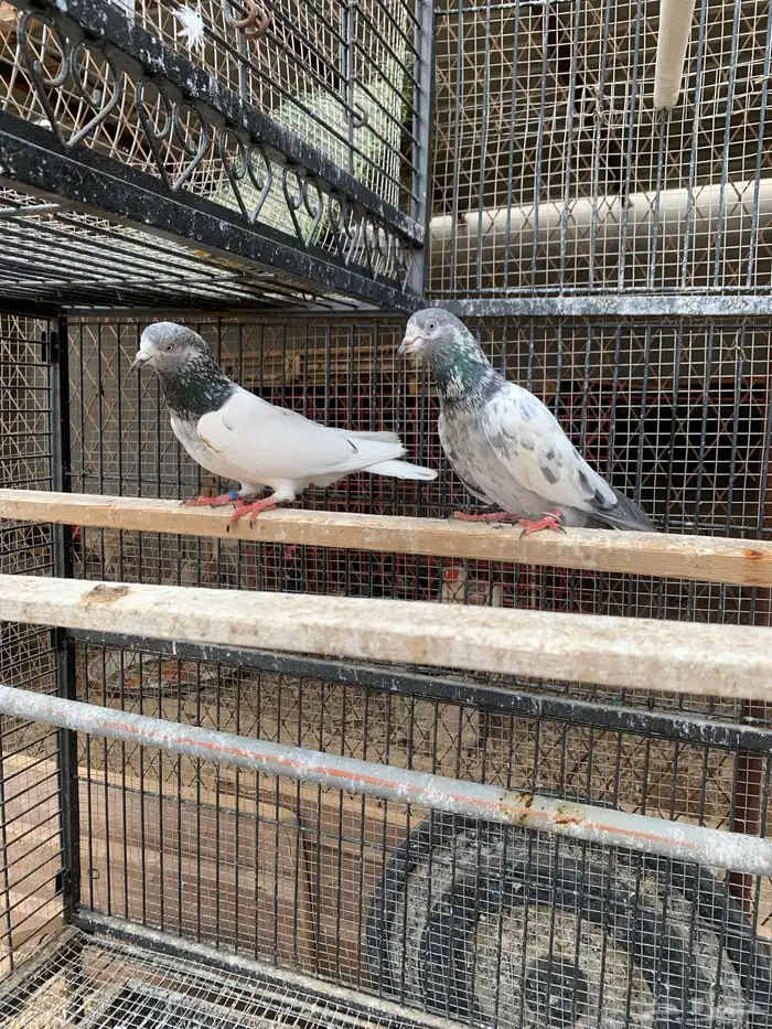 حمام باكستاني مع بيض من الأساسيات 7