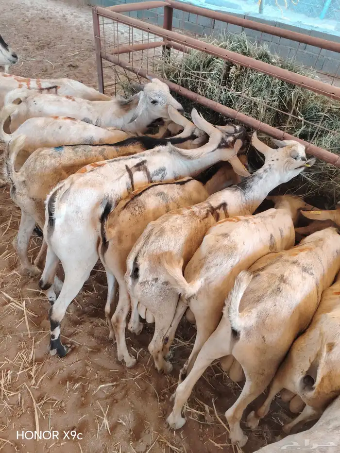 تيوس صومالية جذعان وثنيان جملة وتفريد 0