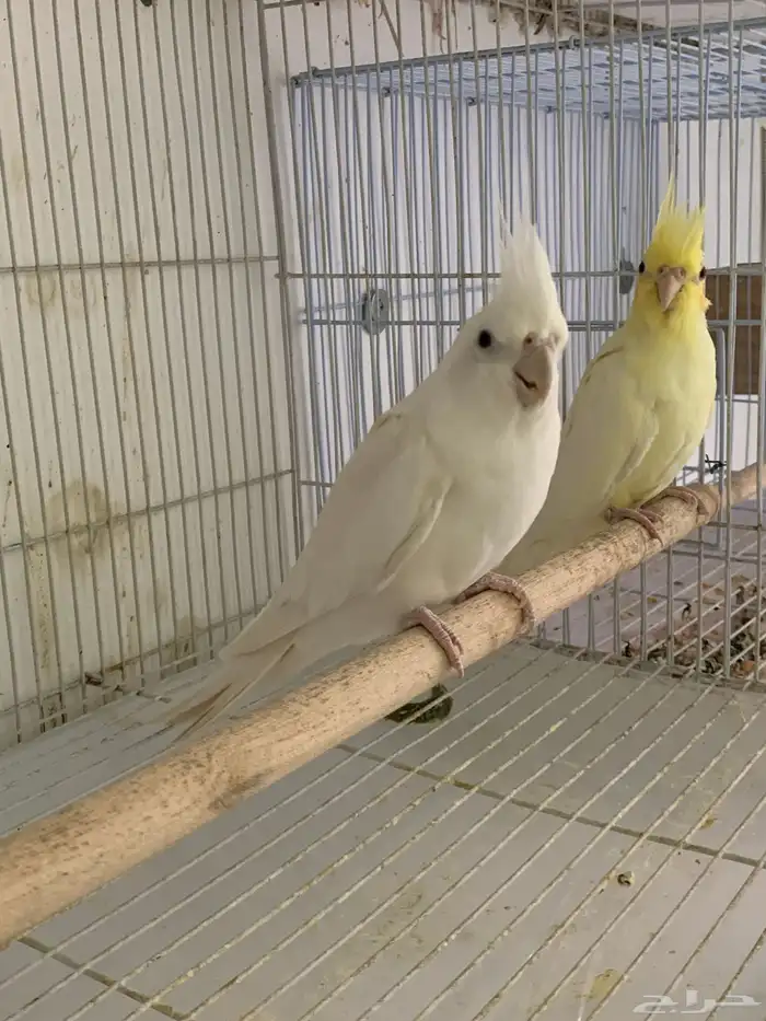 تصفيه على ازواج كروان وروز و كنيور 3