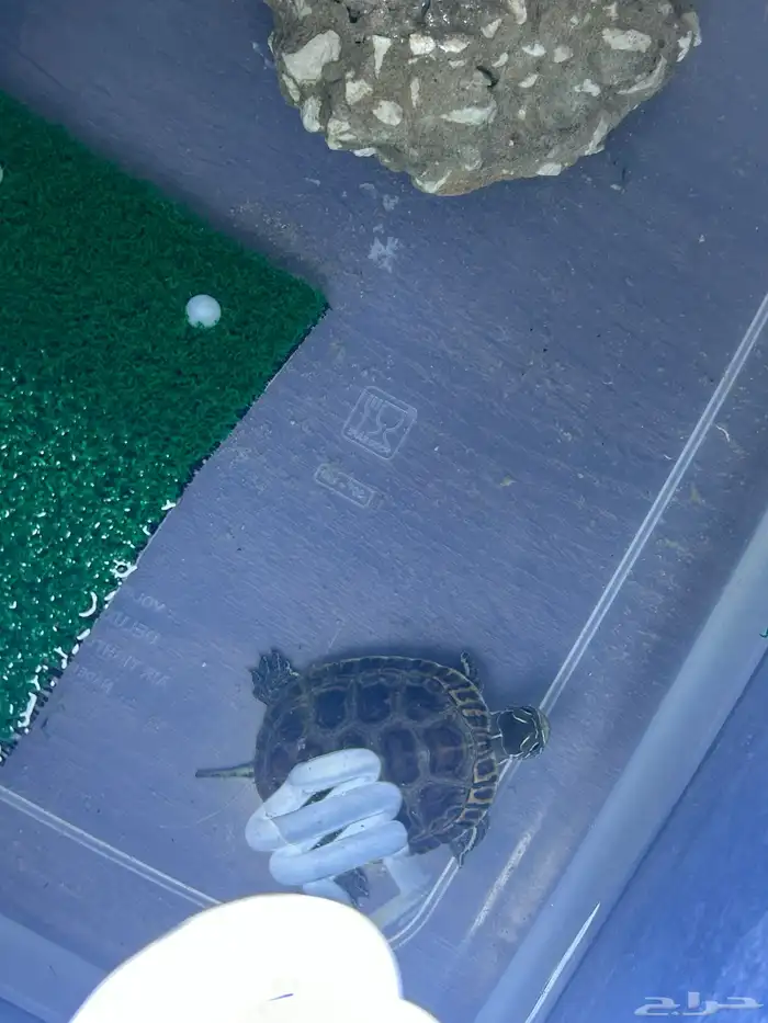 سلحفاه للبيع 4