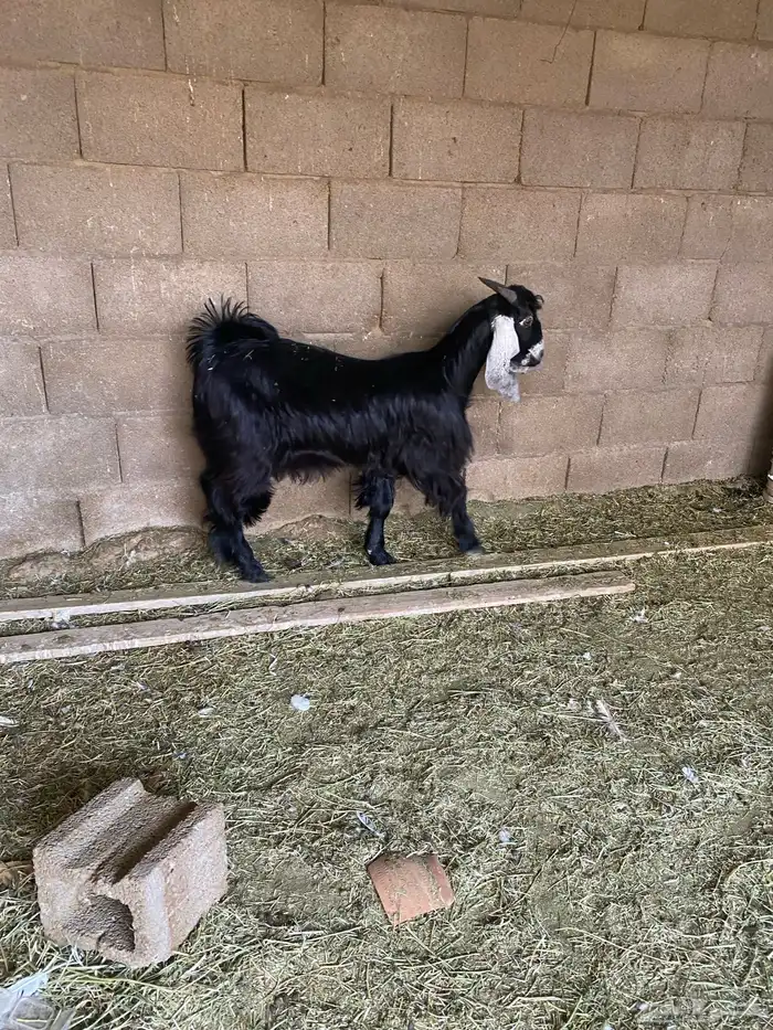 تيس للبيع مخصي 2