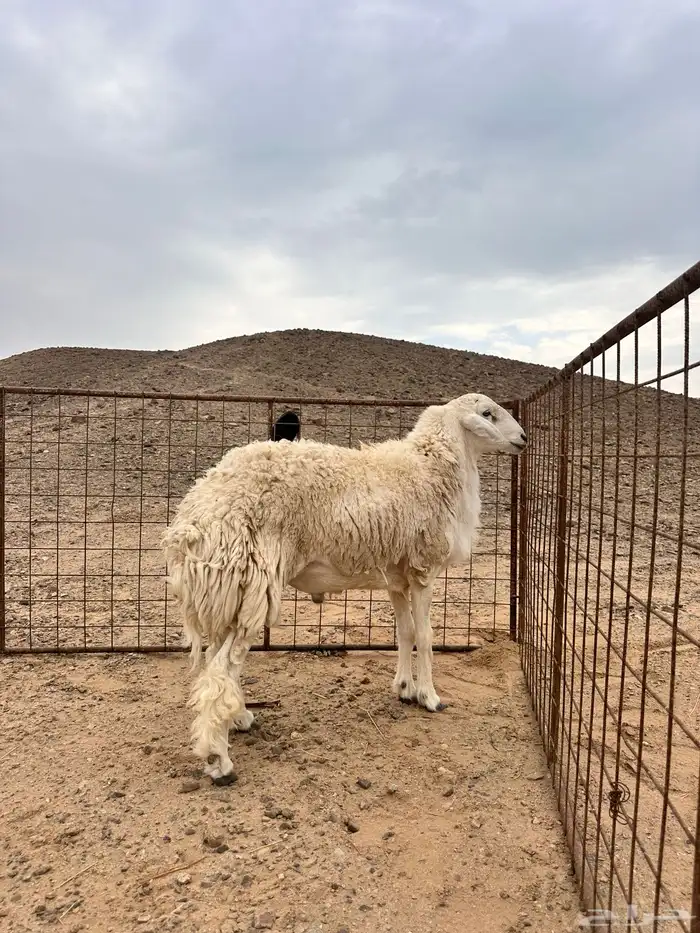 طلي حري فحل مشروط 2