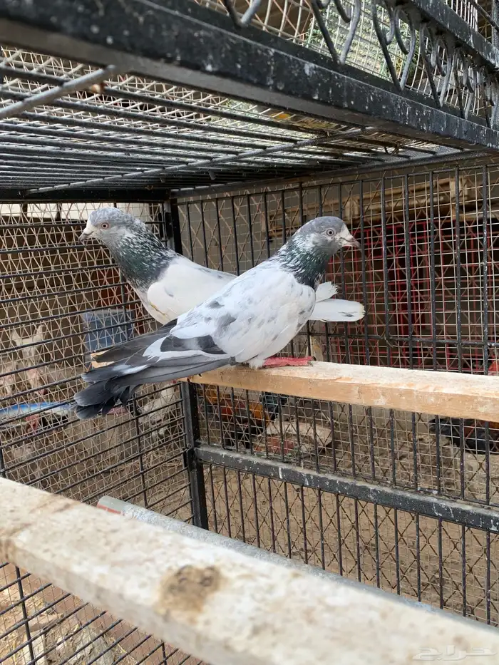 حمام باكستاني مع بيض من الأساسيات 6