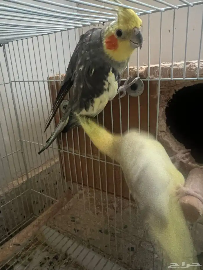 جده مشروع الامير فواز 3