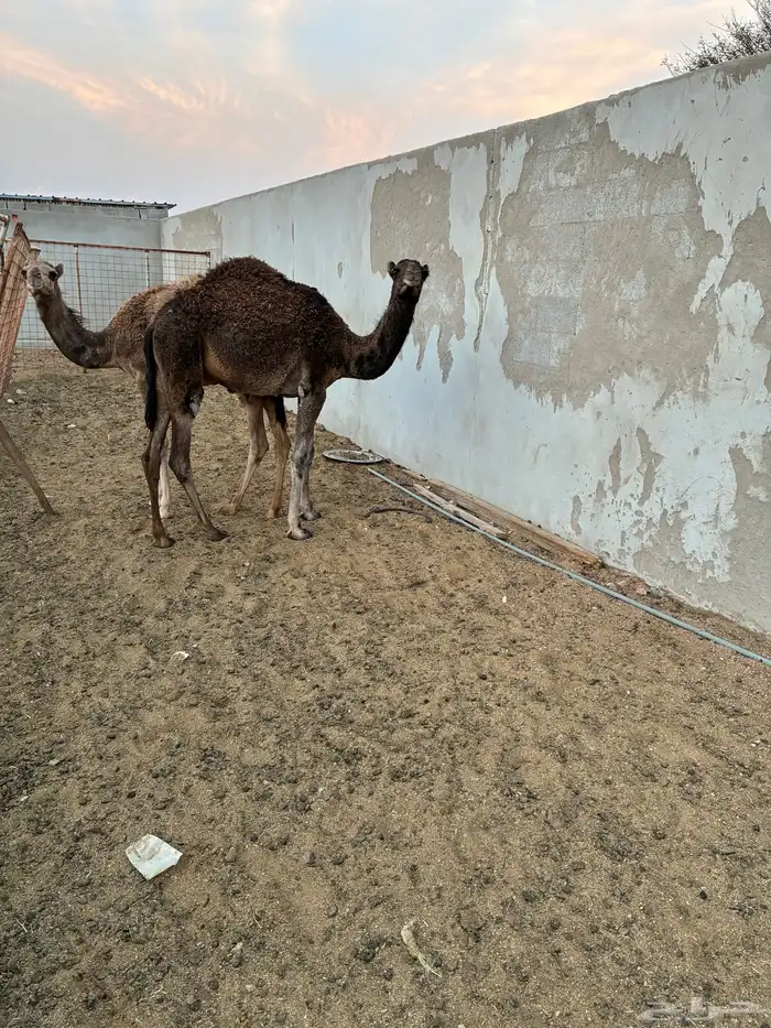 نياق للبيع 4