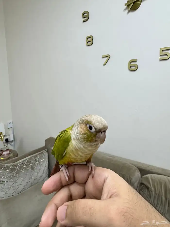 كنيور اناناس ( تم البيع ) 1