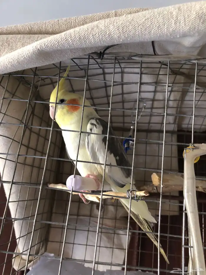 مفقود كروان او كوكتيل حفر الباطن حي ابو موسى الاشعري 2