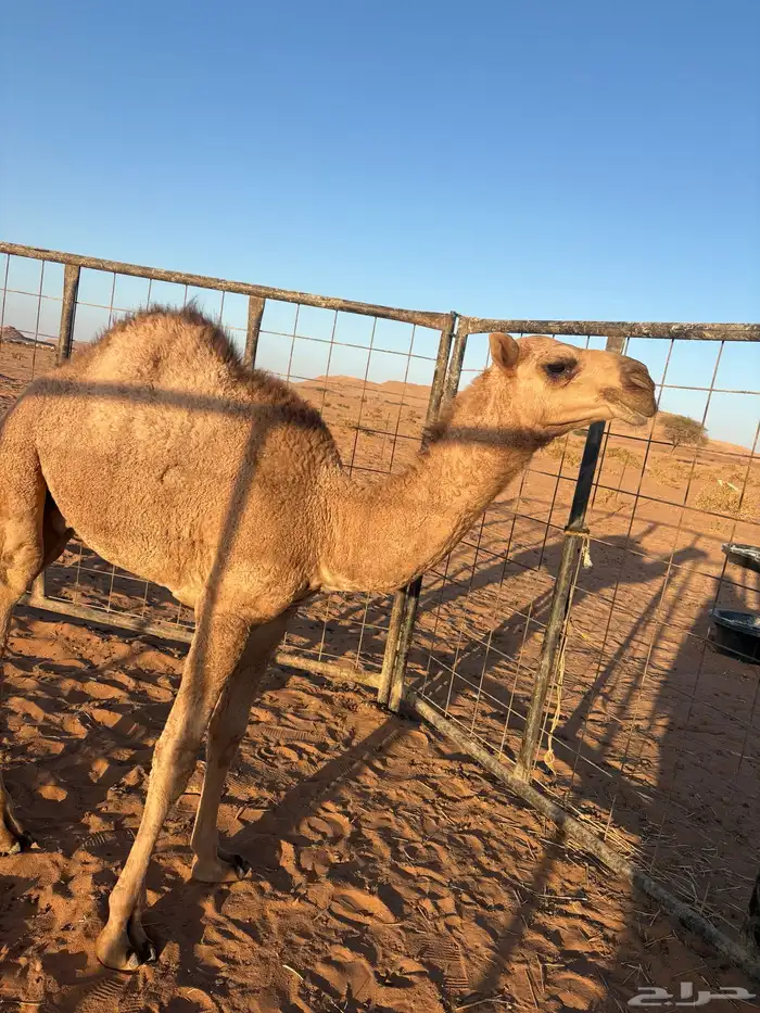 حاشي. طايش 0