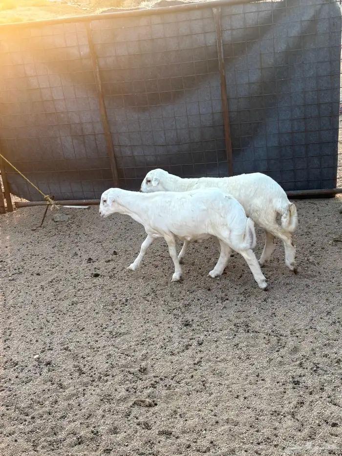 طليان مهجنه تم البيع 2