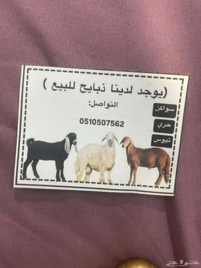 توفر ذبائح على حسب الطلب جميع انواع ذبائح 0