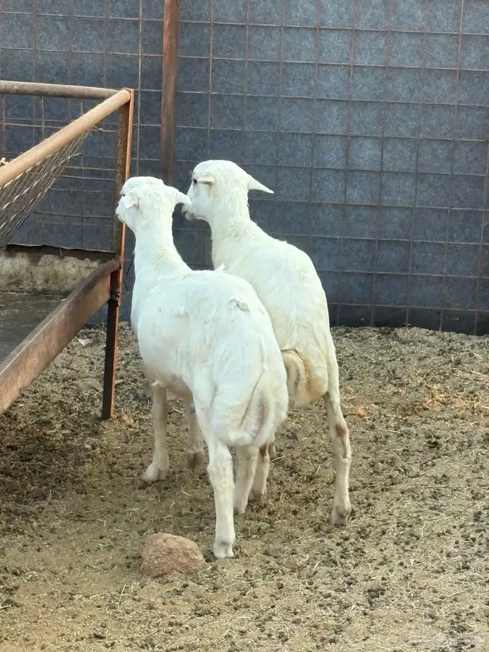 طليان مهجنه تم البيع 4