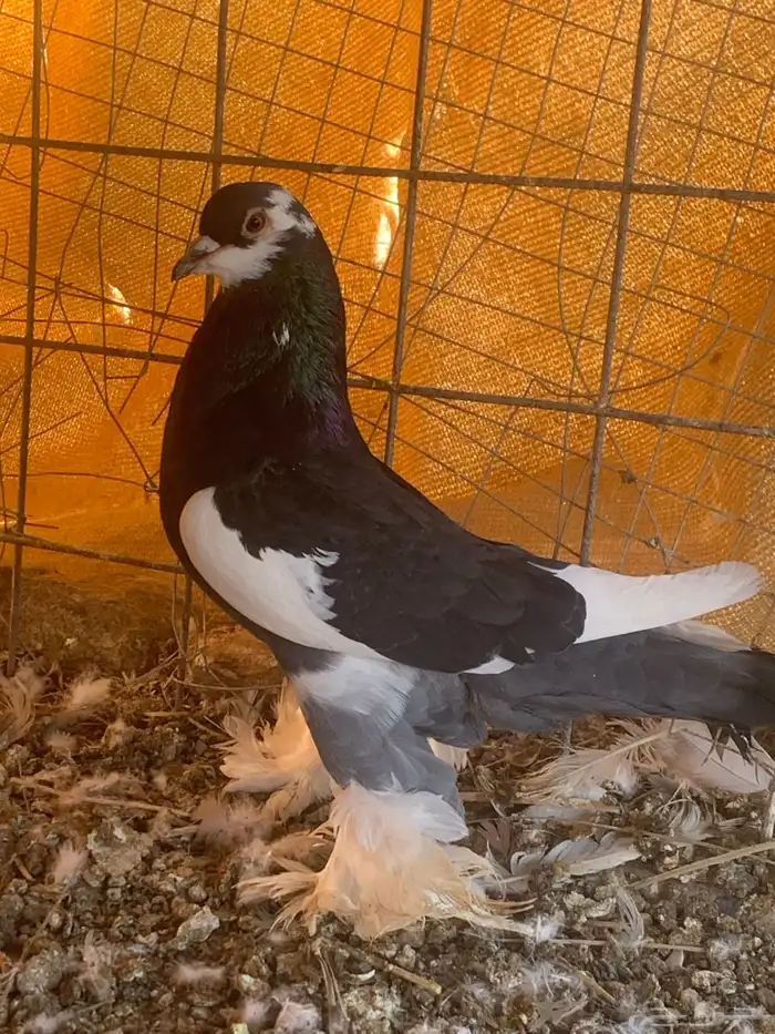 البيع ذكر نفاخ 4