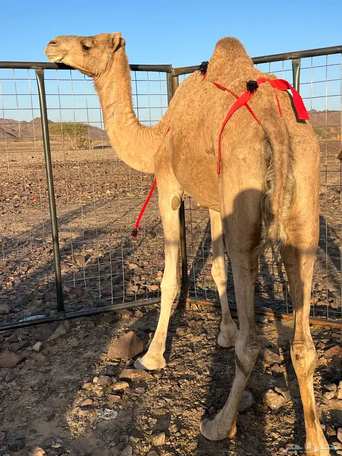 خلفه حمرا ساحليه مجموع ب 8800 يبلاش 4