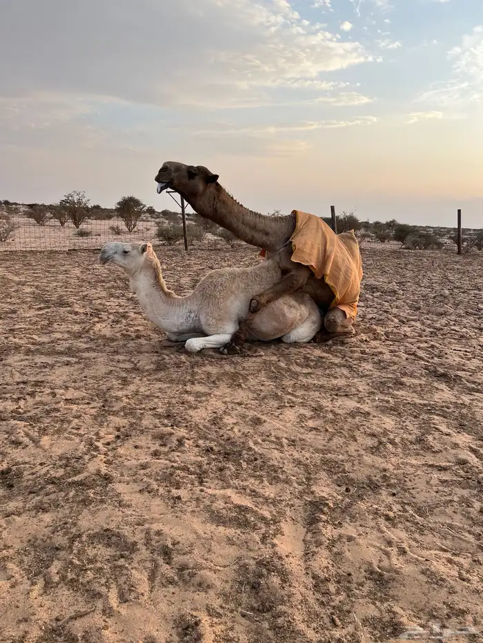 بكره لقحه كفو 2