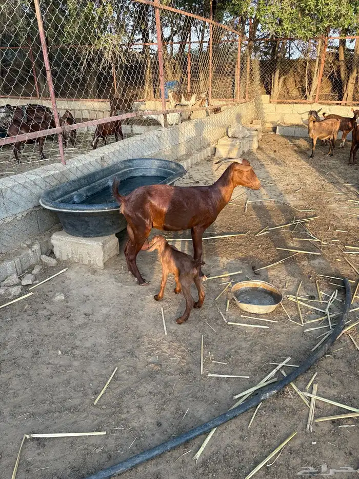 عنز بولده مشروطه ومطعمه الموقع الشقيق 5