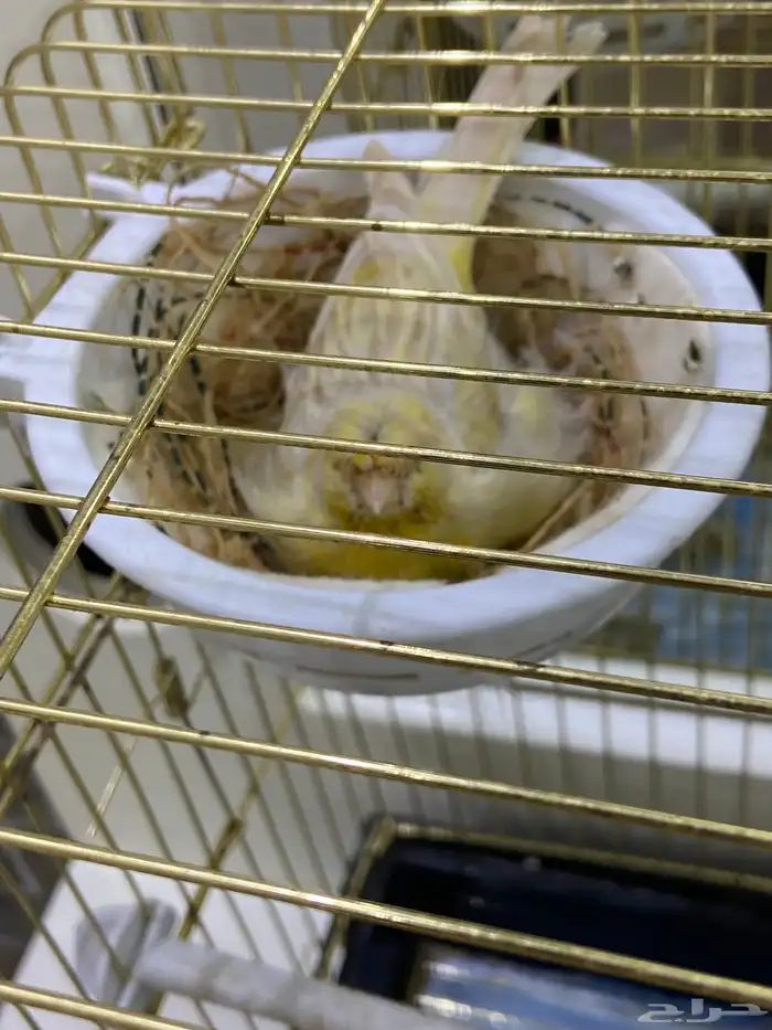 انثي كناري 2