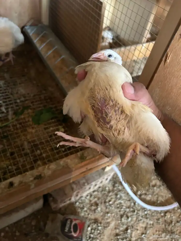 بيض سمان تكساس. تم البيع تم البيع 8