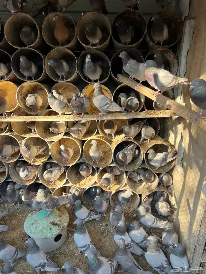 400 زوج حمام فرنسي ابيض وسلفر الموقع الخرج 3