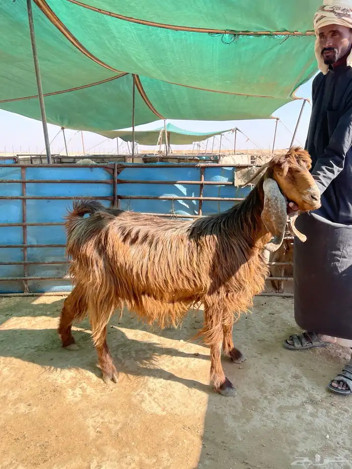 عنز دافع على ولاد 0