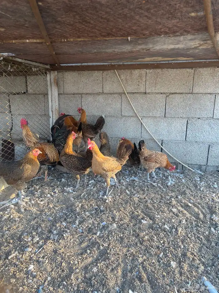 دجاج فيومي ذهبي 0