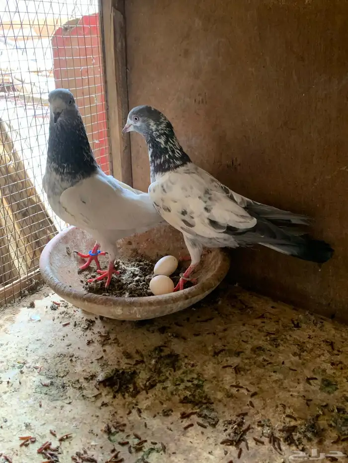 حمام باكستاني مع بيض من الأساسيات 9