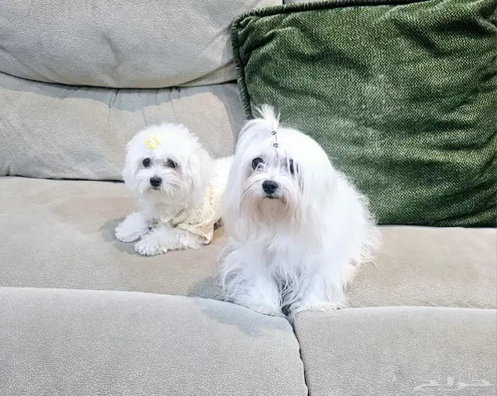 للبيع جراء كلاب صغيرة منزلية 21