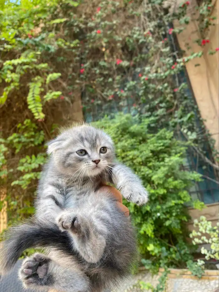 سكوتش فولد مطعمين الوان مميزة للبيع ولايوجد تبني 29