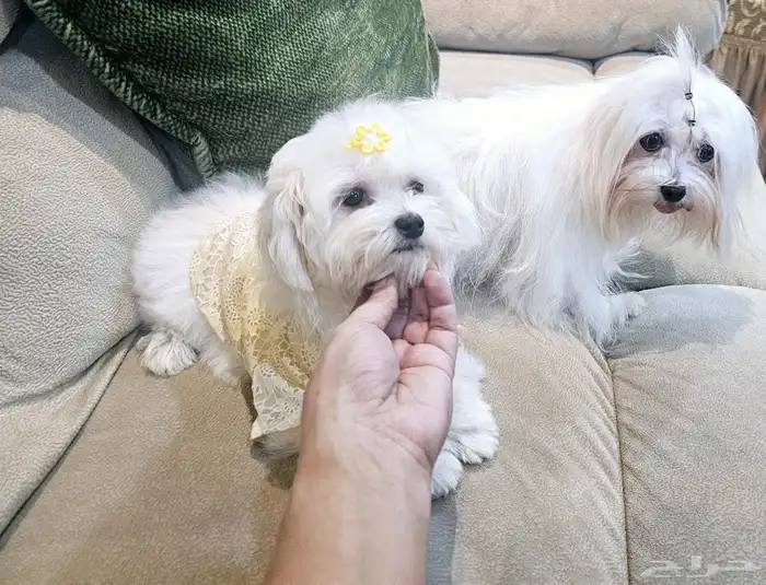 للبيع جراء كلاب صغيرة منزلية 24