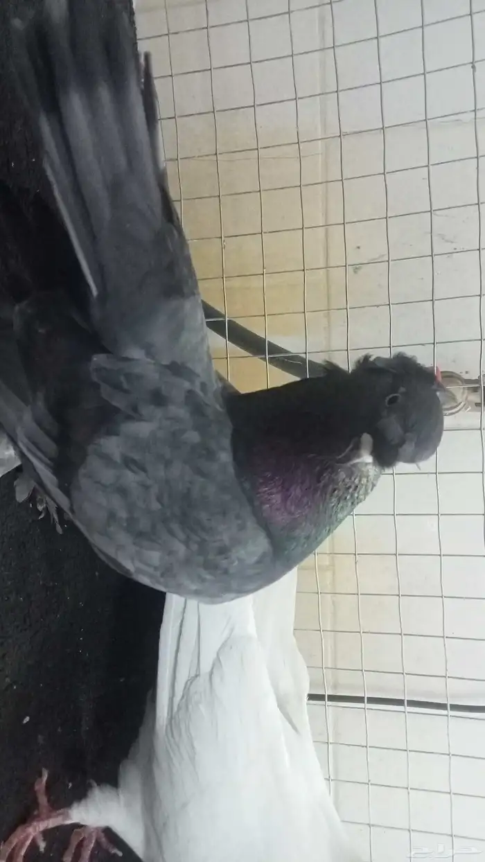 للبيع فردات زينة 0