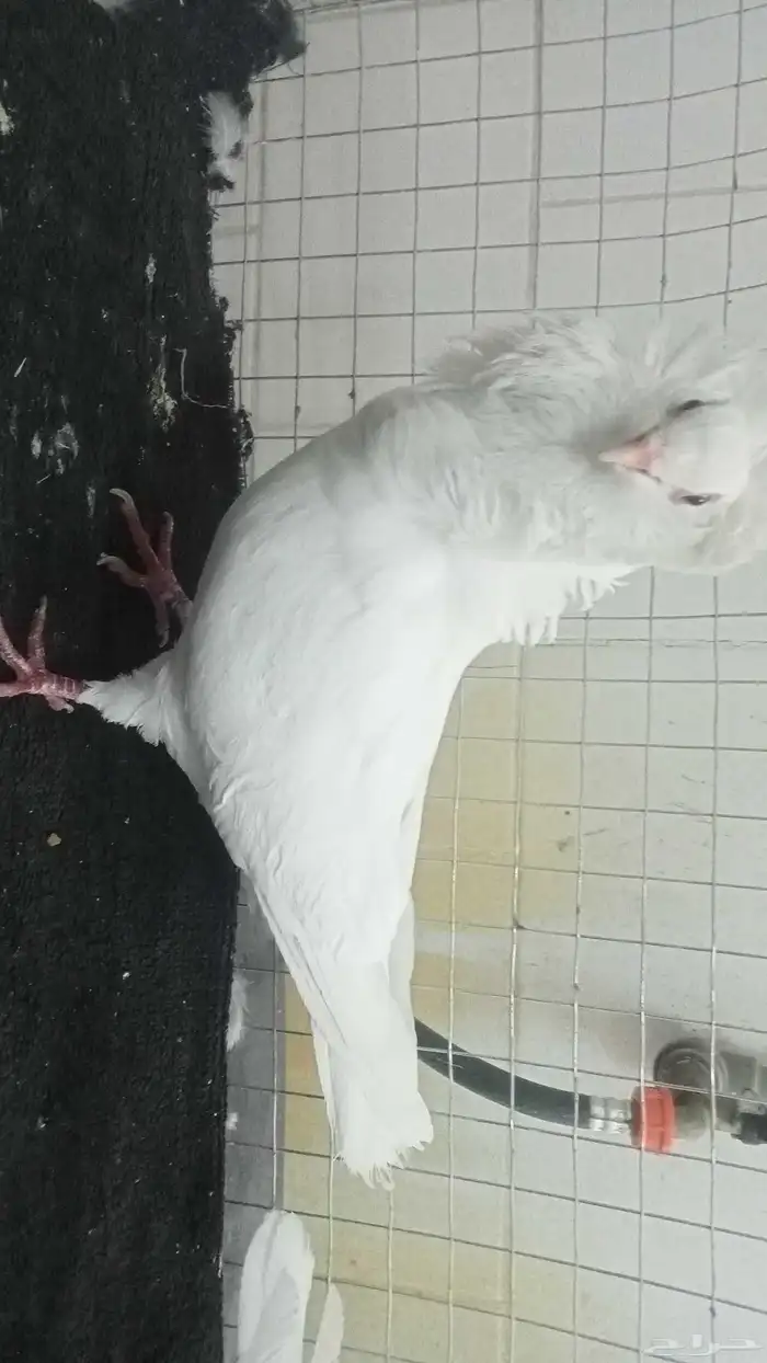 للبيع فردات زينة 1