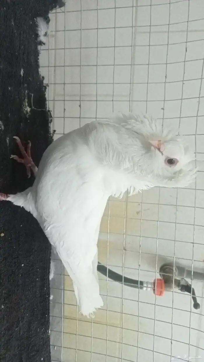 للبيع فردات زينة 3