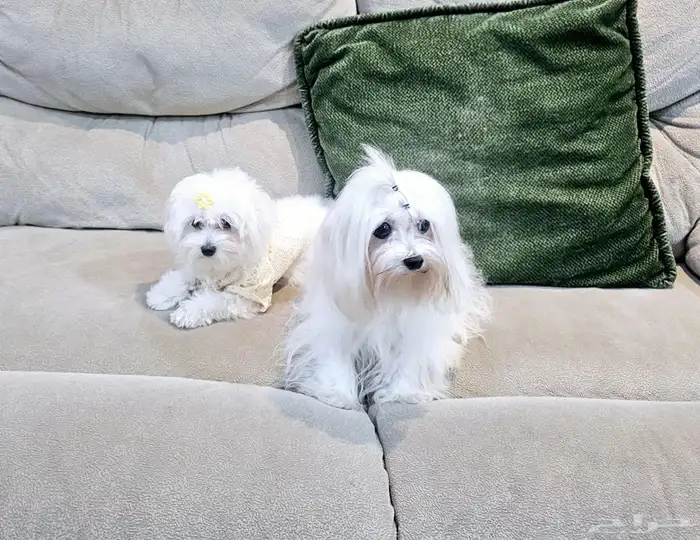 للبيع جراء كلاب صغيرة منزلية 23