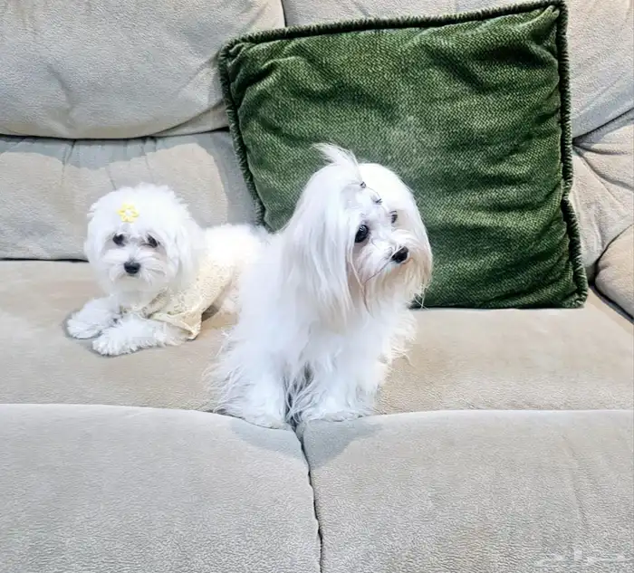 للبيع جراء كلاب صغيرة منزلية 22