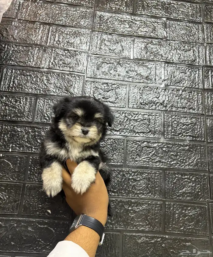 كلاب مالتيبو عمر شهرين تي كب 2